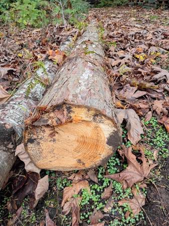 Cedar logs 1