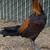 Game Chickens 12 thumbnail