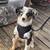 Mini Australian Shepherd 2 thumbnail