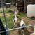 Nigerian dwarf bucklings 2 thumbnail