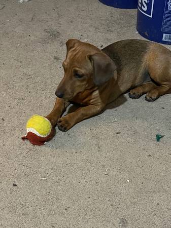 Dogs in need of rehoming (Mountain City)63697180773123124