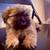 Beautiful shih tzu 1 thumbnail