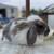 Holland lop bunny 3 thumbnail
