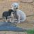 puppies 9 thumbnail
