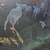 Ponies , cow, sheep, goats, ducks, chickens 2 thumbnail