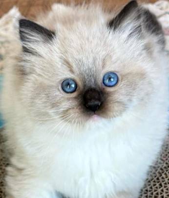 Friendly indoor cat!! 1