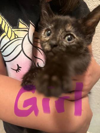 Kittens needing a good home63907417013378120