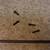 Spectre TV Stand with Screws / Model E50 / E505BV 3 thumbnail