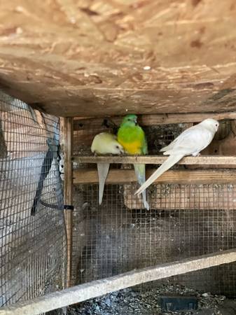 Red rumpes parakeets 1