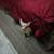 Male Chihuahua 1 thumbnail