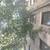 Tree Branch Trimmings & Tree Removals 6 thumbnail