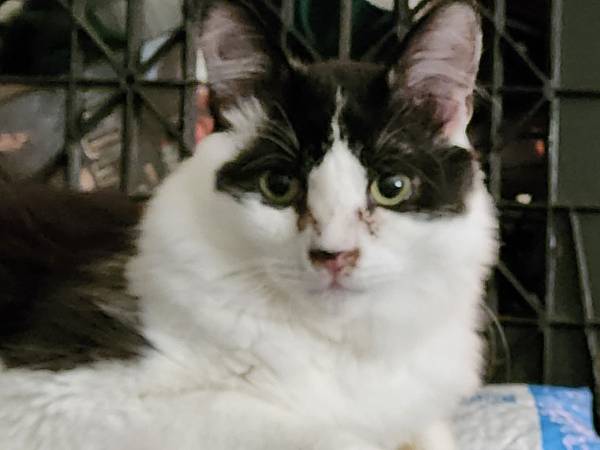 Oliver. Macho de 1 año blk/blanco (barrio Reed/SE de Portland)63842371683073120