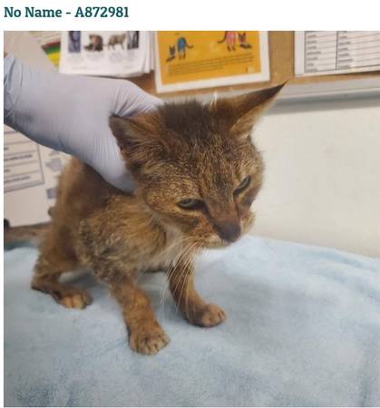Found Cat - Ventura (Ventura)64144095307523120