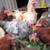 Buff orpinton x Crested cream legbar roosters 7 thumbnail