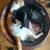 Lost Cat 9/14/25 near Glenn&Palo Verde (midtown) 2 thumbnail