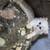 Silver Chinchilla Persians 2 thumbnail