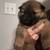Chow Chow pup 3 thumbnail