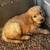 Golden Retriever puppies 3 thumbnail