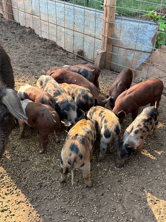 Piglets (5 left!!!) 1