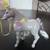 Toy Grey Horse with Neigh Sounds 2 thumbnail