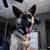 German shepherd/husky mix 1 thumbnail