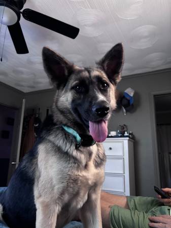 German shepherd/husky mix 1