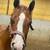AQHA Weanling Stallion- World Champion Bloodlines - Money Earner 3 thumbnail