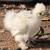 Silkie hatching eggs 4 thumbnail