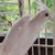 Cockatiel male and female bonded pair 3 thumbnail