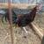 Game chickens 4 thumbnail