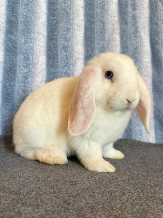 Mini Lop Doe 1