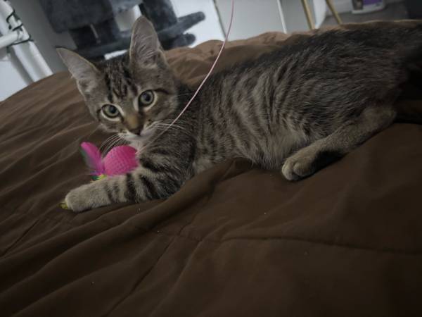 kitten (Brooklyn)64141791389825121