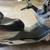 2001 Honda Reflex 250cc 2 thumbnail