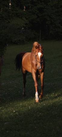 2yr old quarter stud 1