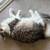 Cat Rehome due to severe allergies 2 thumbnail
