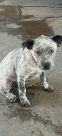 Rehoming a 6 month old  Queensland pup (Visalia)63873027919235120