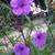 Berta's Plants in Smithfield 17 thumbnail