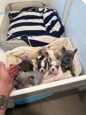 French bulldog pups 1