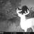 WHITETAIL TROPHY HUNTS 4 thumbnail