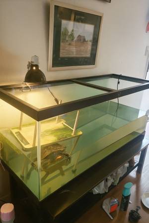 PEACOCK TURTLE *price lowered* (Sacramento)63848875270275121
