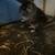 3female and 1 male chinchilla 4 thumbnail