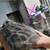 Rehoming bengal kittens 3 thumbnail