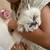 persian kitten 1 thumbnail