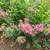 Bright Pink Crape Myrtle Plant - Perennial - 1 Plant 2' + Tall 1 thumbnail