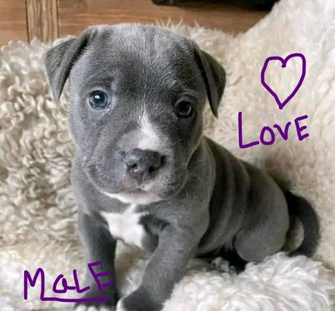 AKC Pitbull Puppy 1