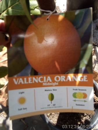 Live Fruit Trees, need New HOME 1
