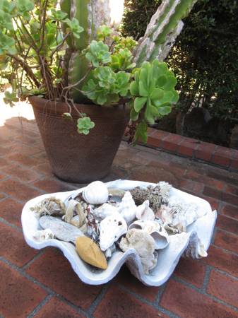 Large clam shell 1
