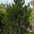 Juniper 9 thumbnail