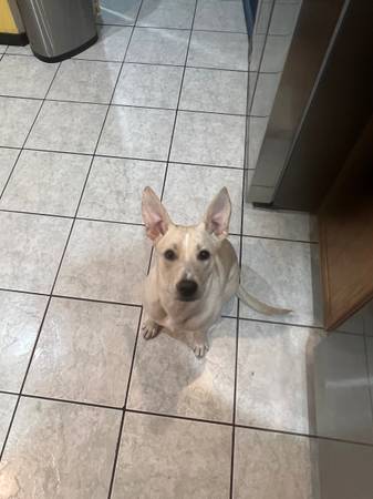 basenji Mix (Copperas cove)63839343608193120