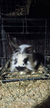 angora/ lion head 1